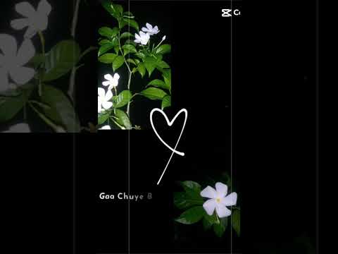 #tahiya gallery#viral #shorts #flowers #sabscribe #less