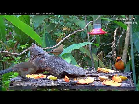 Video 2019 01 07 070324 Motmots, Wood rails, Chachalacas and Squirrels, Oh MY edit