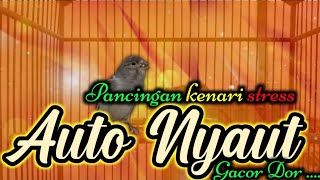 Download lagu CUITAN KENARI paling Ampuh Memancing bunyi kenari stres, pancingan kenari stres mp3