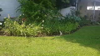 What You Can Substitute For Grass