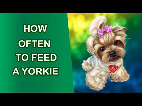🐶 How Often to Feed a Yorkie 🌸