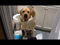 Crazy Animals Destroying Things Funny Animal Fails