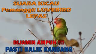 Download lagu SUARA KICAU PEMANGGIL LOVEBIRD LEPAS mp3