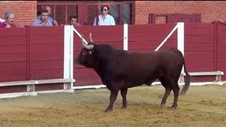 preview picture of video 'encierros de tordesillas 2013 y el toro de la vega 2013'