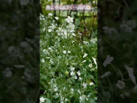 忍び寄るジュニパー植物グランドカバー庭の斜面堤防完全な太陽