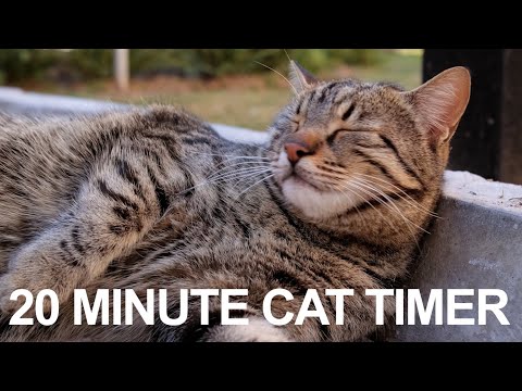 20 Minute Timer - Twenty Minute Cat Timer - Peaceful Meow Alarm