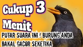 Download lagu AWAS IKUT GACOR ‼️ MASTERAN JALAK KEBO GACOR terapi jalak malas bunyi mp3 Download lagu AWAS IKUT GACOR ‼️ MASTERAN JALAK KEBO GACOR terapi jalak malas bunyi mp3