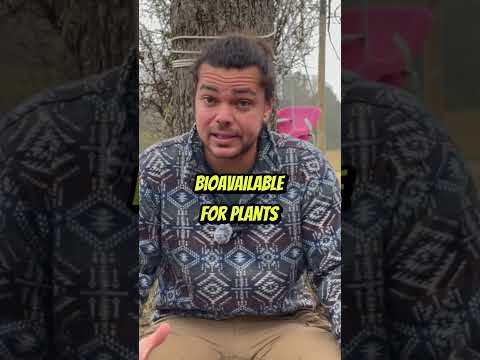 Comfrey: Nature's First Aid Plant Explained