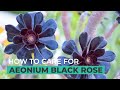 BEST TIPS: HOW TO GROW AND CARE FOR AEONIUM BLACK ROSE