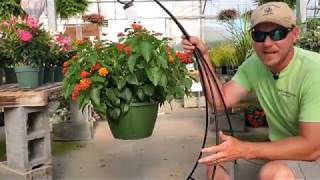 Keep Your Hanging Baskets Blooming All Summer Long| 3 Tips