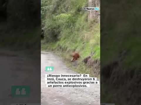 Perro antiexplosivo expuesto en la operación. 🐾