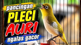 Download lagu ORIENTAL WHITE-EYE (PLECI AURI ATAU AURIVENTER) | NATURAL CALLING & SINGING SOUNDS 047 mp3 Download lagu ORIENTAL WHITE-EYE (PLECI AURI ATAU AURIVENTER) | NATURAL CALLING & SINGING SOUNDS 047 mp3
