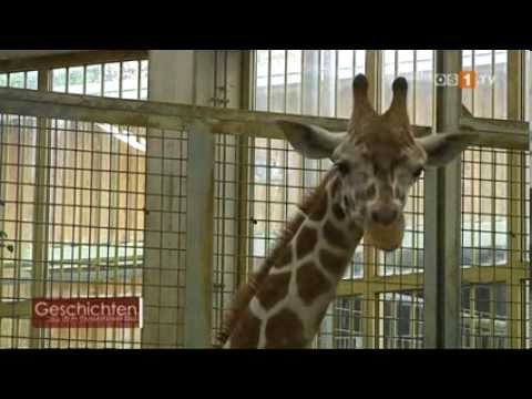 Geschichten aus dem Osnabrücker Zoo -- Die Giraffen