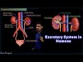 Excretory System In Humans CBSE Class 10 Science Biology Toppr Study