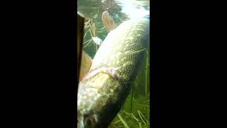 Pike fish attack Mike lure #shorts #new #fishing