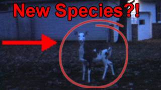 preview picture of video 'PIEBALD DEER OHIO, POSSIBLE NEW SPECIES?!'