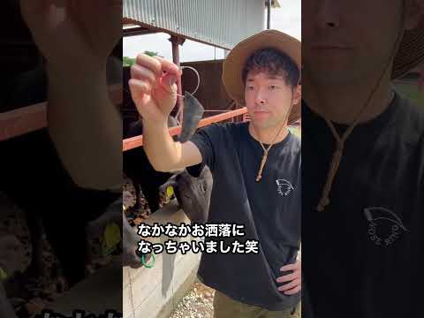 牛の品種 - 特徴と例と珍しさ -