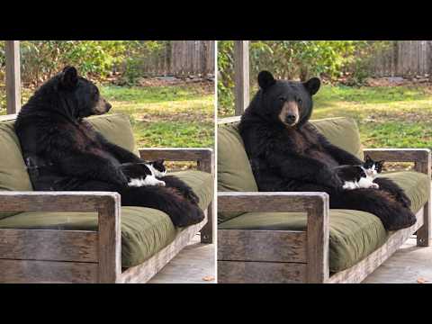 Missing Cat Was Found Sitting on a Bear’s Lap 😂❤️