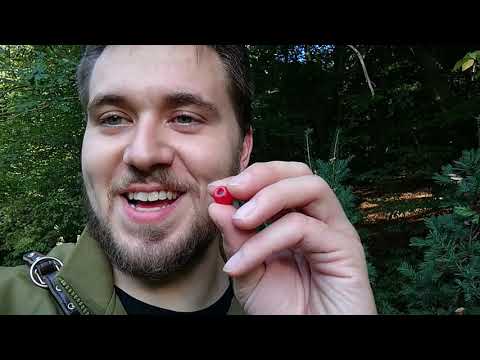 Eibe - Die Beeren als Survival Food - Foxscout Survival