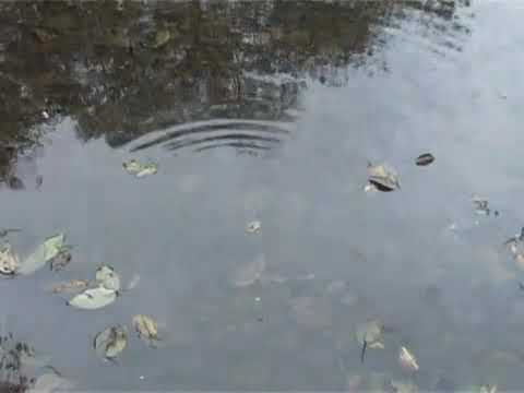 Timi mana ya namana - pema lama