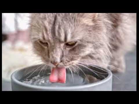 My cat is not drinking water .WHY??