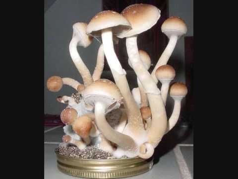 Video thumbnail for Funny Colors In My Mushroom Trails