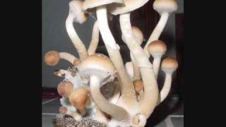 Atmosphere~Funny Colors In My Mushroom Trials~