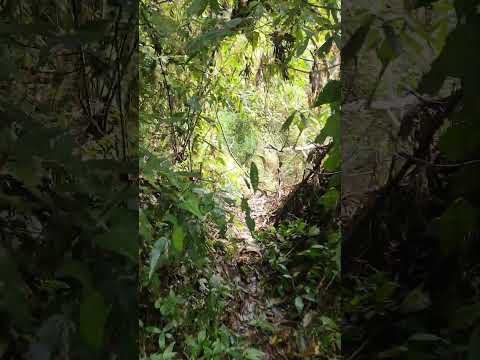 ESCALANDO EL VOLCAN DE QUETZALTEPEQUE #guatemala #senderismo