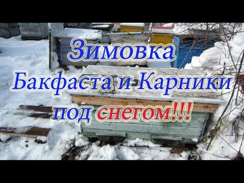 ТЕСТ БАКФАСТ И КАРНИКА ЗИМУЮЩИЕ НА ВОЛЕ В СУГРОБЕ СНЕГА, ИХ ОТКОП И МАССОВЫЙ ОБЛЁТ ПАСЕКИ🔥🔥