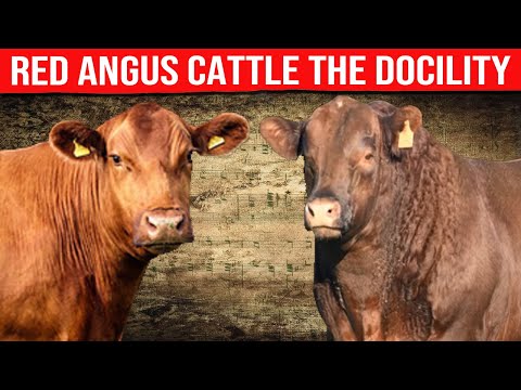 ⭕ RED ANGUS CATTLE DOCILITY ✅ Biggest Bulls And Cow