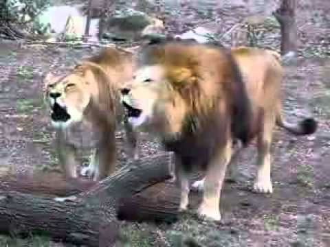 luani thote fjalen allah