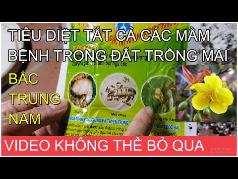 🔴 QBS2124 - Thuốc tiêu diệt các mầm bệnh trong đất trộn cùng giá thể chất trồng giúp cây mai mau lớn