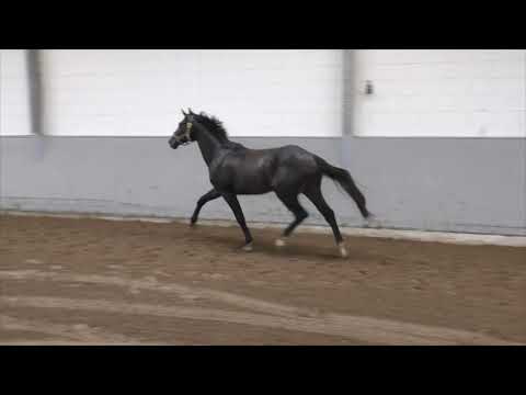 Hof Brüning - Diacontinus - Contendro I - Heraldik xx, Hengst, geb. 2018