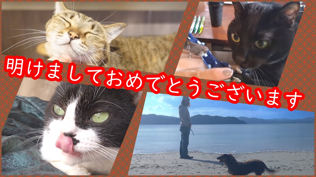 【保護猫】今年も宜しくお願い致します　活動再開