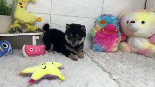 豆柴の動画01