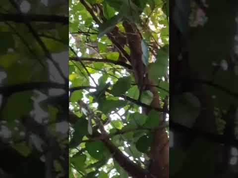 #mono #corrientes #bellavista