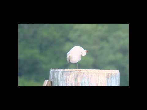 Korallenmoewe__Tegeler-See_7Mai2012.wmv