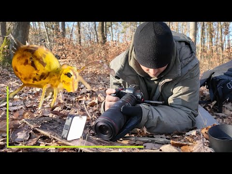 So wird (fast) jedes Objektiv zum Extremmakro - nur 60€