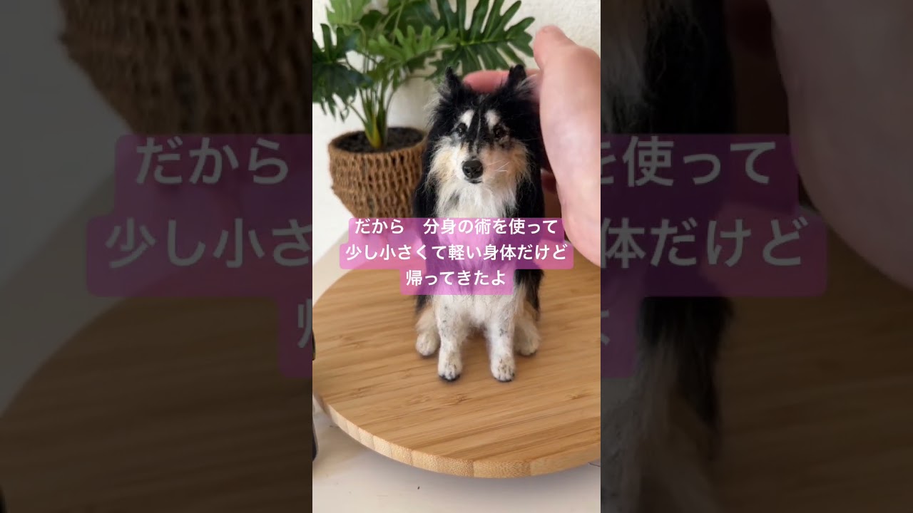 愛犬の小さな分身ちゃんをお迎えしませんか？ #かわいい #わたわたペット #ハンドメイド #大型犬　#愛犬そっくり #コリー　#サモエド　#ミックス犬