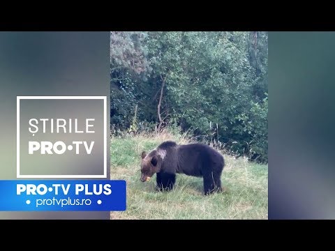 Un vânător a filmat momentul în care e sfâşiat cu sălbăticie de un urs