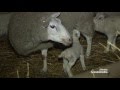 Pogledajte kako protiče jagnjenje na najvećoj farmi ovaca u Srbiji