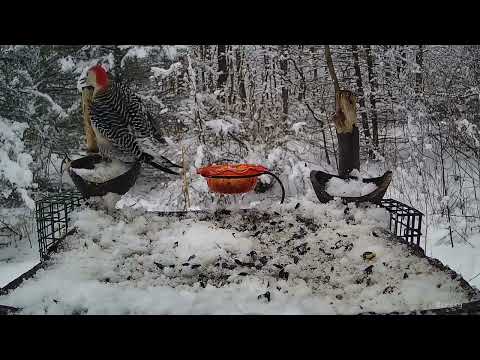 Cooper's Hawk Attack