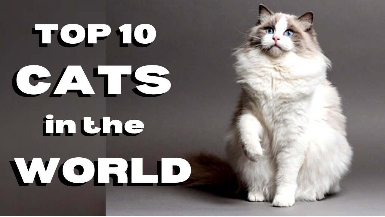 Cats 101 : Top 10 Cats in the World