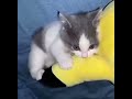 Kickstart #cat #cattys #catfunny #funny #catterycat #catvideos