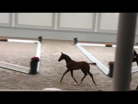 Fohlenschau 09.07.2019_ Bon Homme Werder