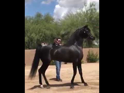 Trainer reviews the beauty of his horse
