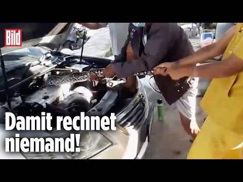 Riesige Python legt Auto lahm