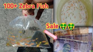 Selling My Fishes To A Local Fish Shop 🤑🤑 |