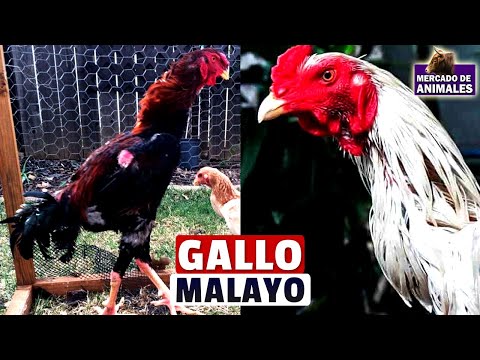 , title : 'Gallo malayo: Una raza majestuosa y aguerrida'