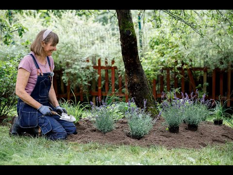 No dig rabatt under äppelträdet med ätliga perenner